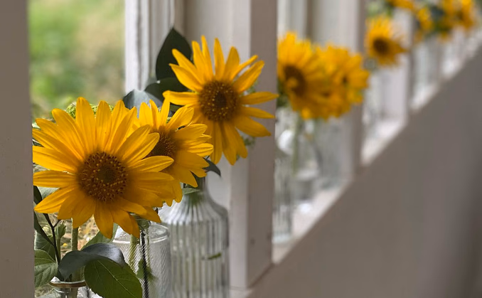 Lær å dyrke blomster hjemme