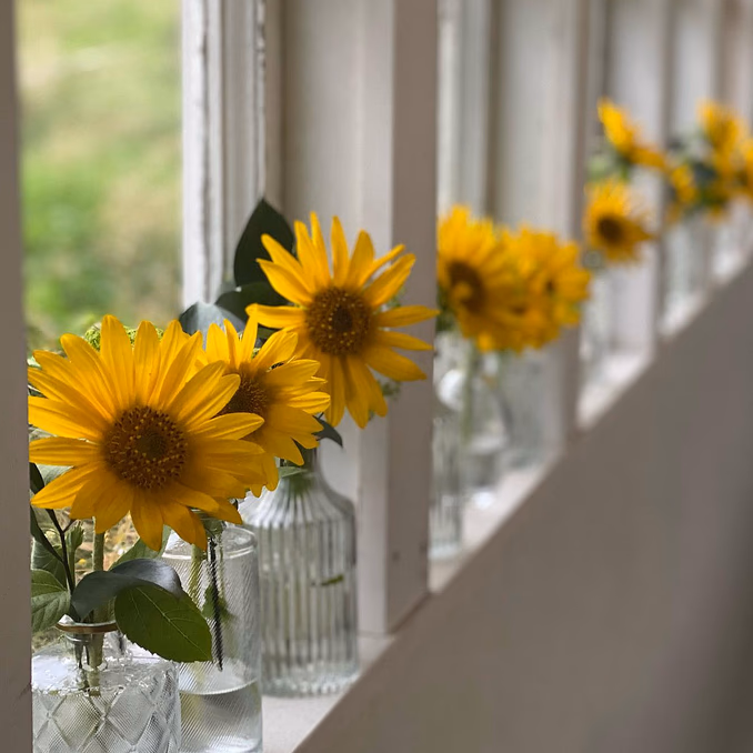 Lær å dyrke blomster hjemme
