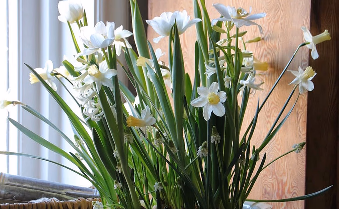 Lær å dyrke blomster hjemme