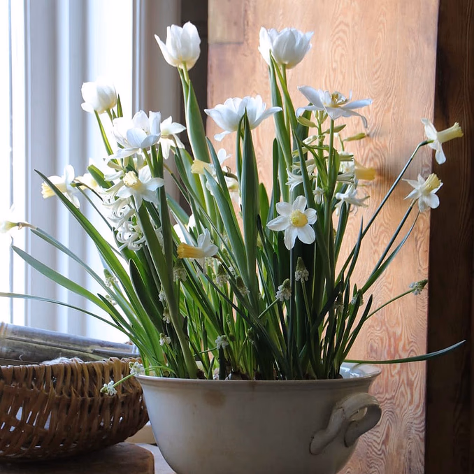 Lær å dyrke blomster hjemme