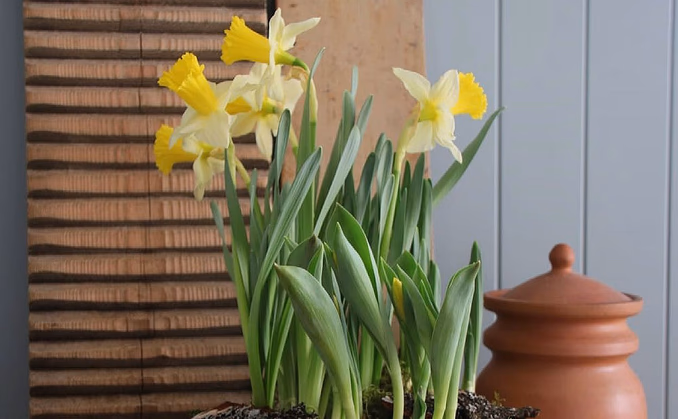 Lær å dyrke blomster hjemme
