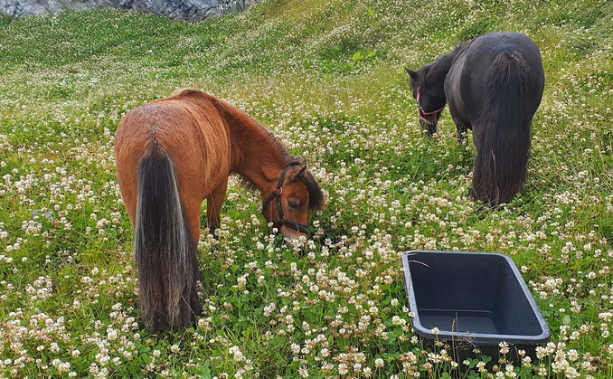 Dag i Alpakkaparken