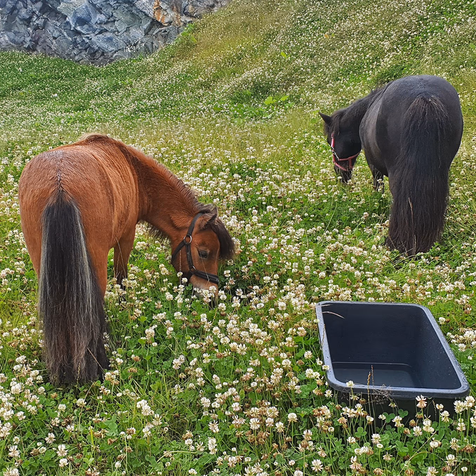 Dag i Alpakkaparken