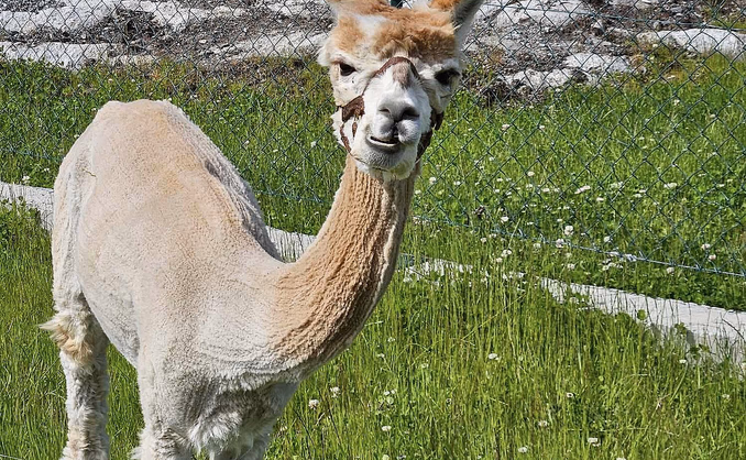 Dag i Alpakkaparken