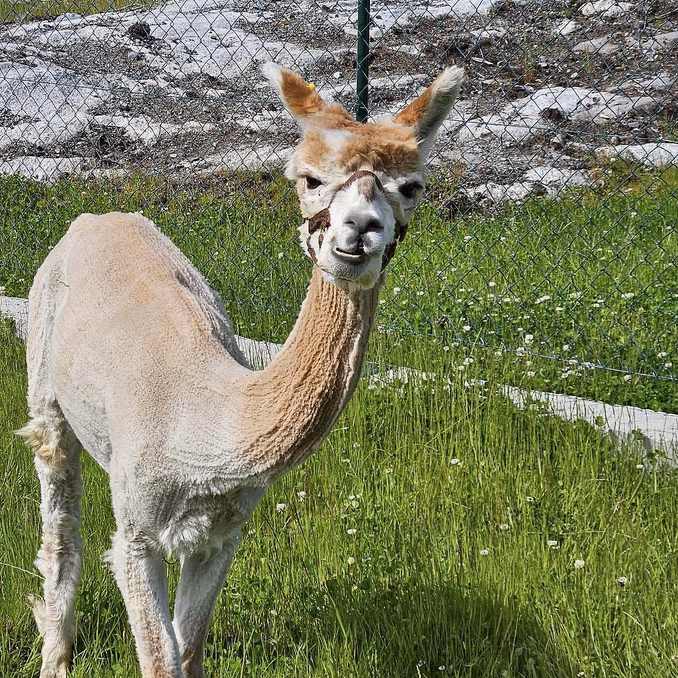 Dag i Alpakkaparken