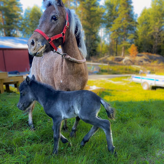 Minihestvandring