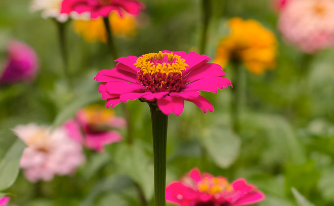 Kurs i blomsterdyrking
