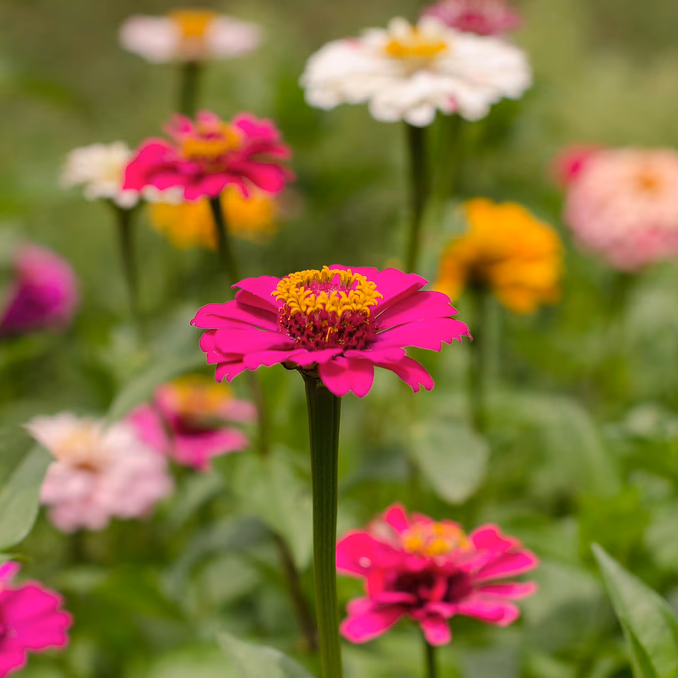 Kurs i blomsterdyrking