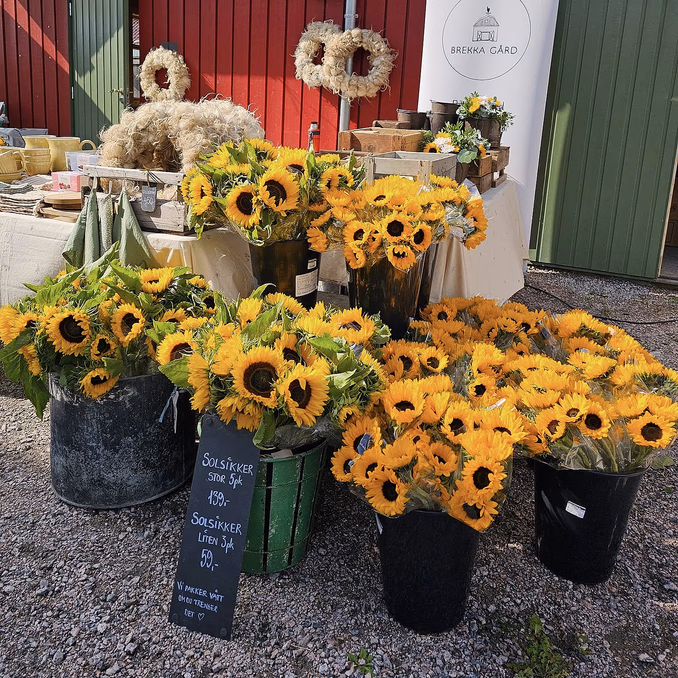 Kurs i blomsterdyrking