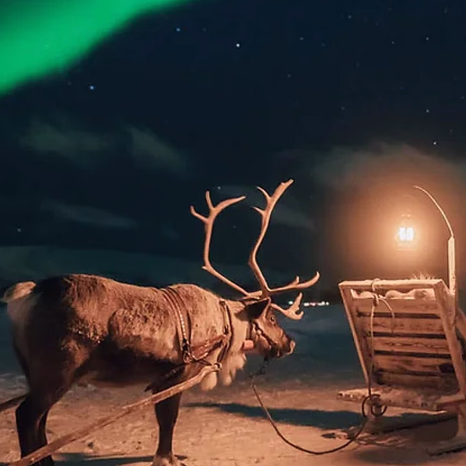 Reinsdyrsafari med sameleir og middag