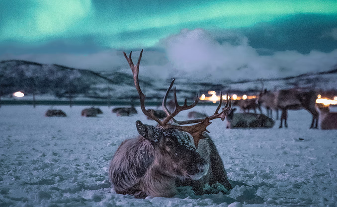 Reinsdyrsafari med sameleir og middag