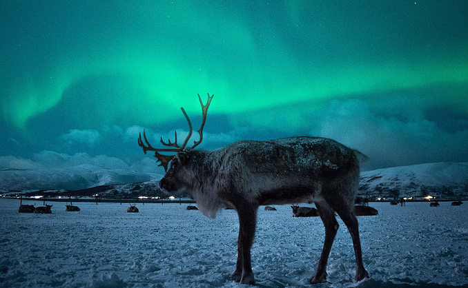 Reinsdyrsafari med sameleir og middag
