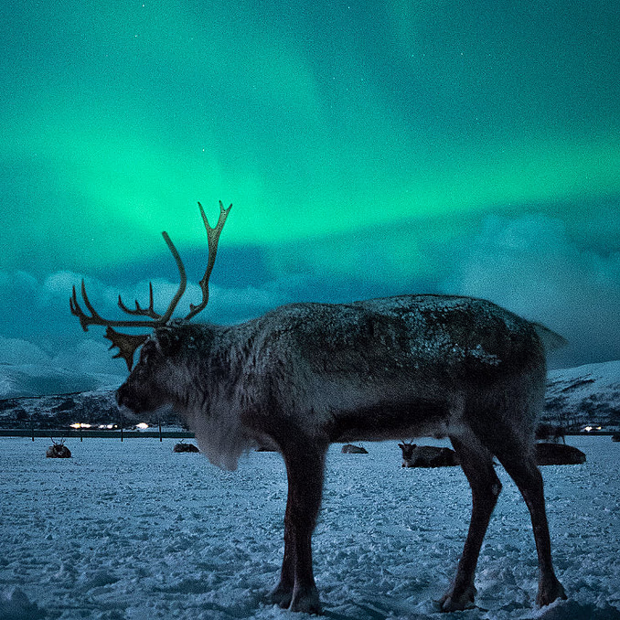 Reinsdyrsafari med sameleir og middag