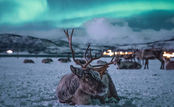 Reinsdyrsafari med middag og nordlys