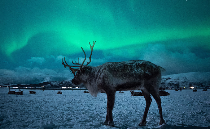 Reinsdyrsafari med middag og nordlys