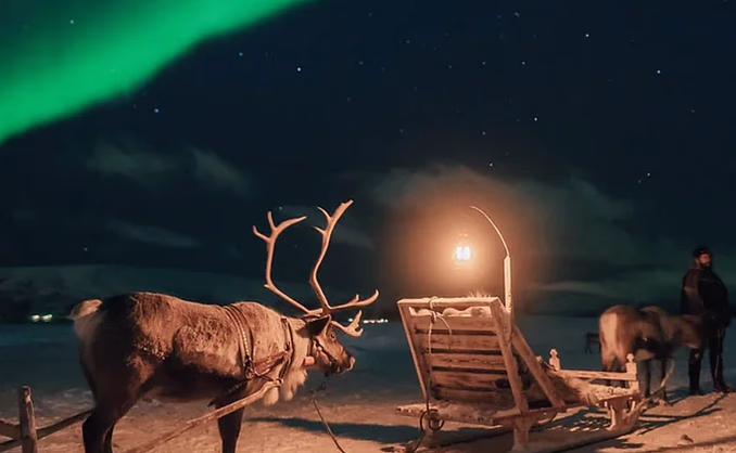 Reinsdyrsafari med middag og nordlys