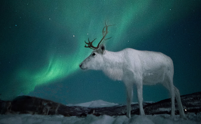 Reinsdyrsafari med middag og nordlys