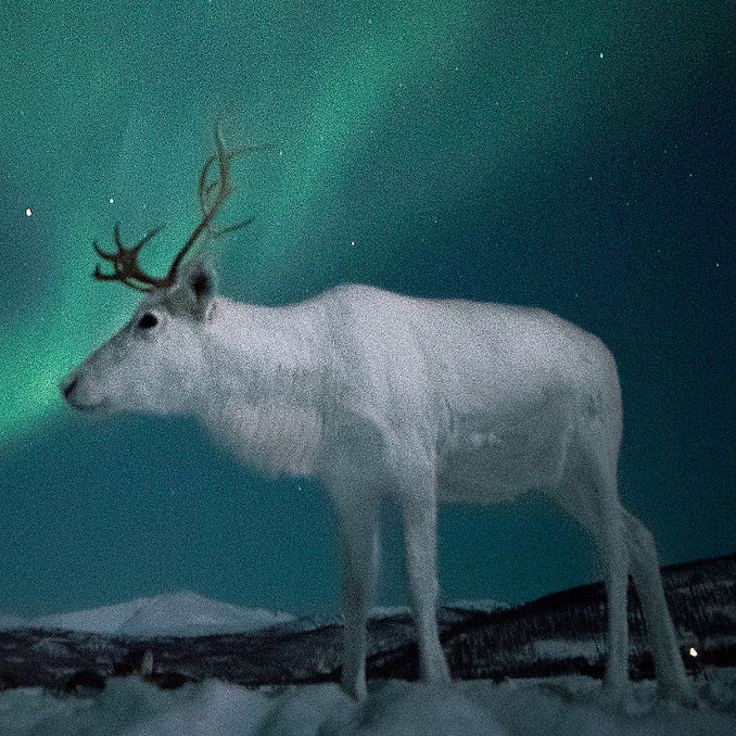 Reinsdyrsafari med middag og nordlys