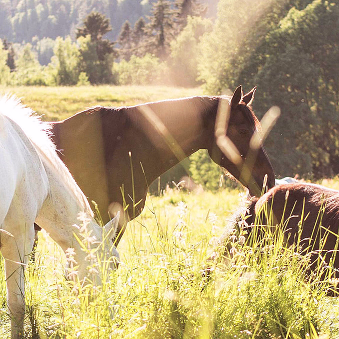 Ponniridning i skogen
