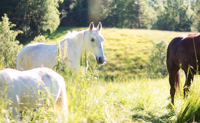 Ponniridning i skogen