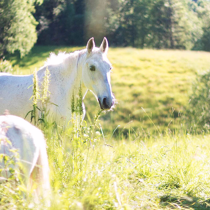Ponniridning i skogen