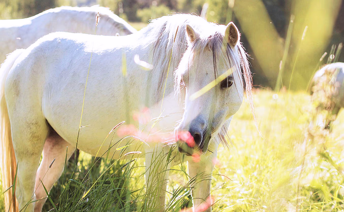 Ponniridning i skogen