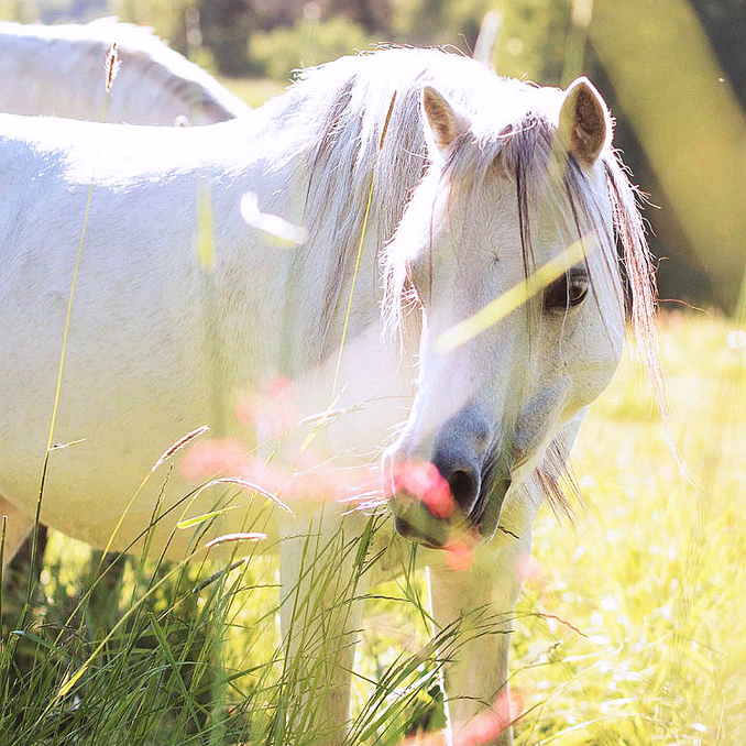 Ponniridning i skogen