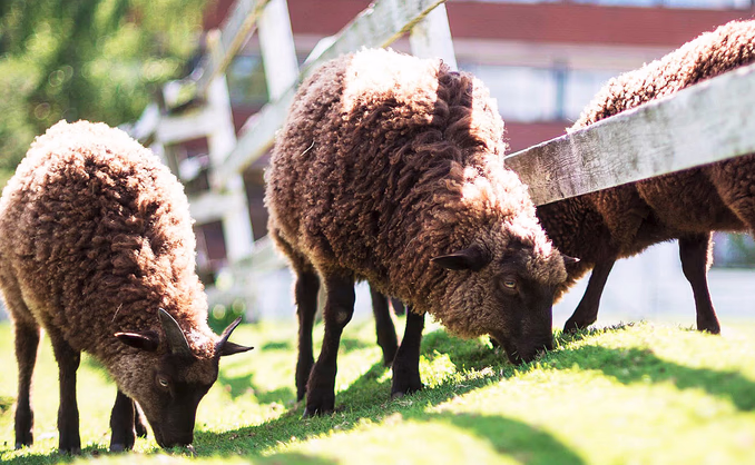 Familiedag i husdyrparken