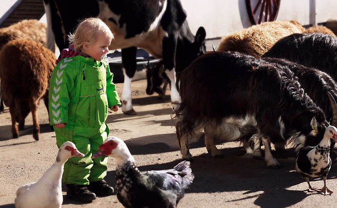 Familiedag i husdyrparken
