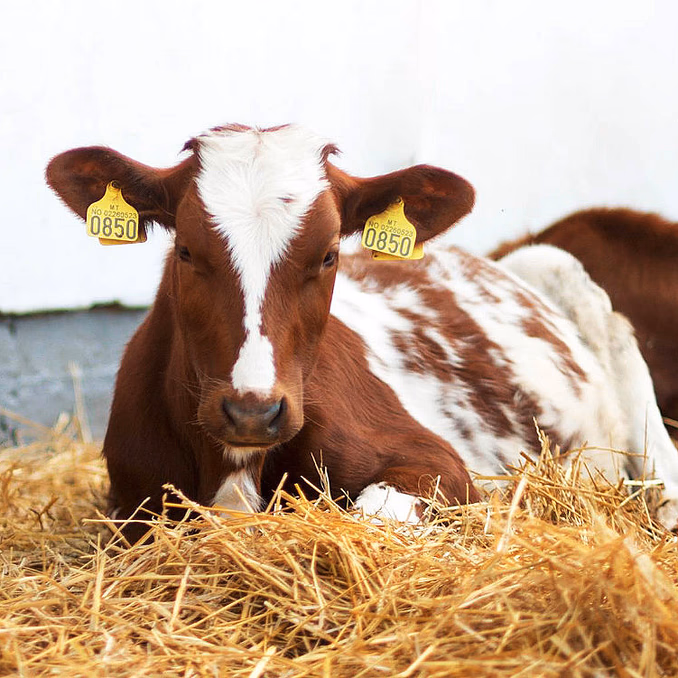 Dyrepasser for en dag