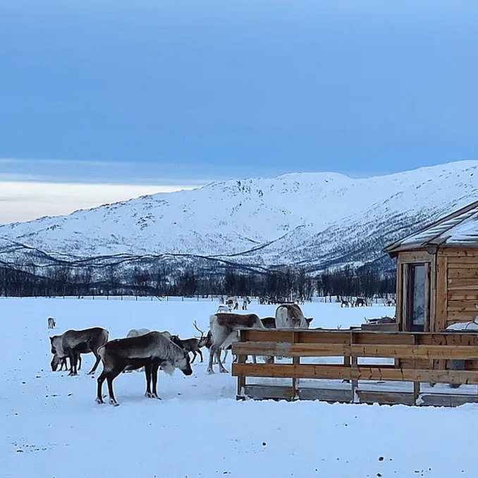 Reinsdyrforing og samisk kultur