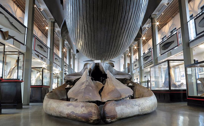 Årskort Vestfoldmuseene