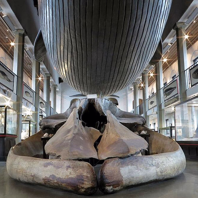 Årskort Vestfoldmuseene