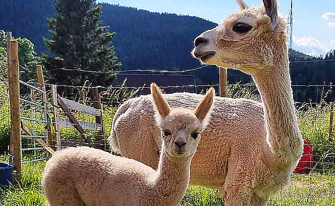 Dome Glamping & alpakkavandring