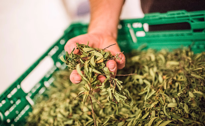 Ginsmaking med destilleriomvisning