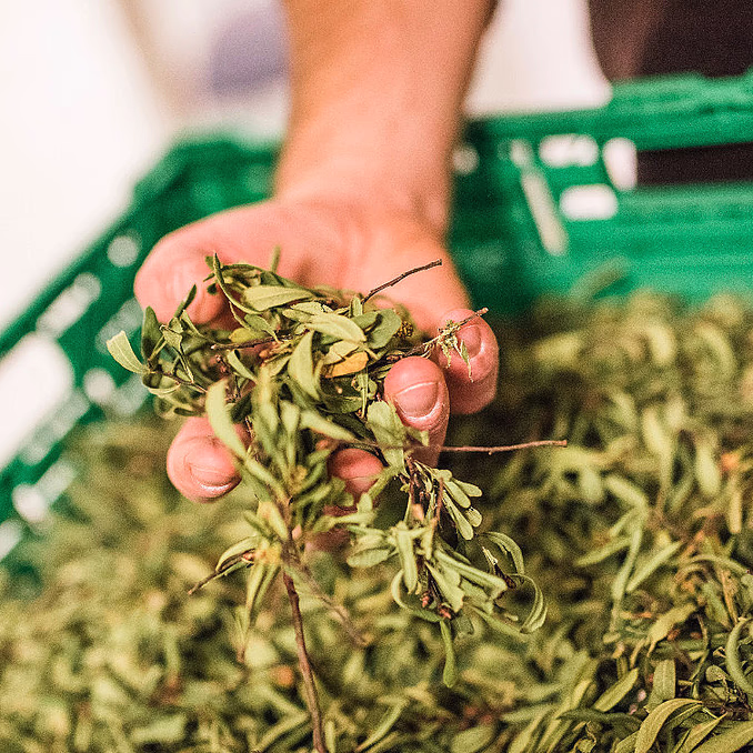Ginsmaking med destilleriomvisning