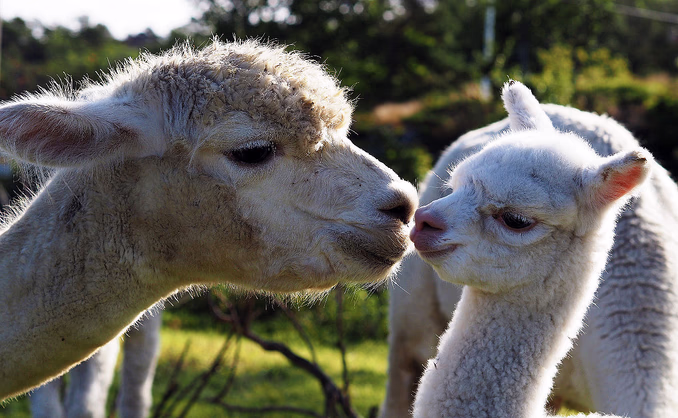 Alpakkabesøk