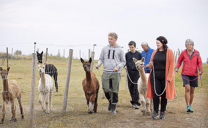 Alpakkavandring for to