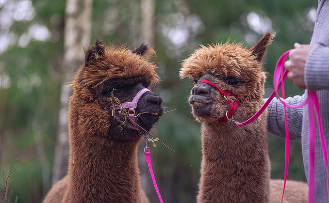 Alpakkavandring for to