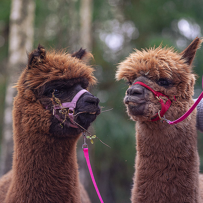 Alpakkavandring for to