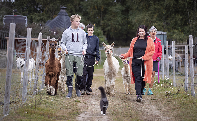 Alpakkavandring for to