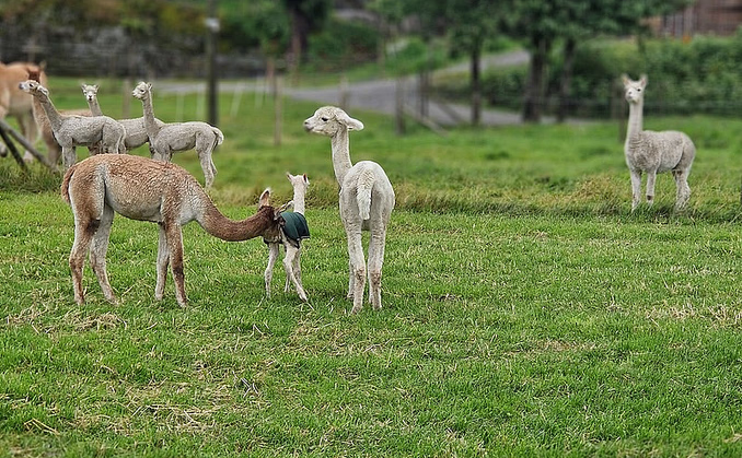 Alpakkavandring for to