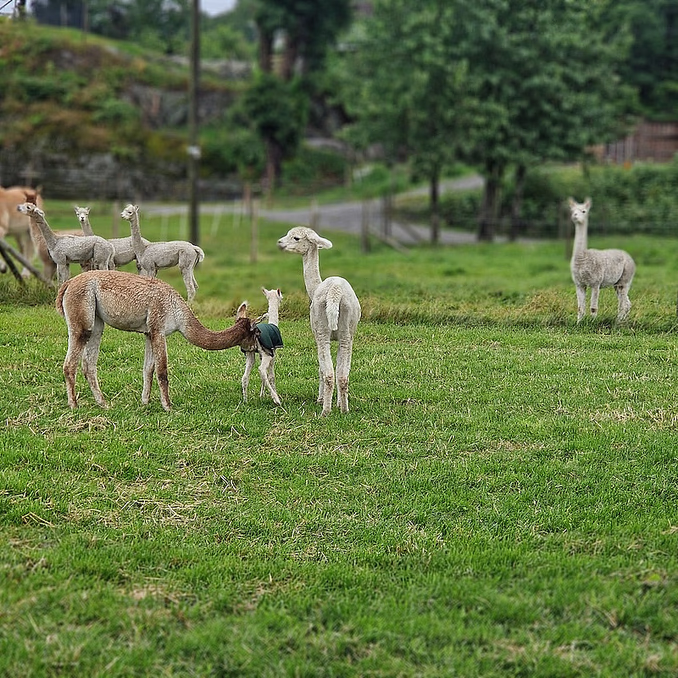 Alpakkavandring for to