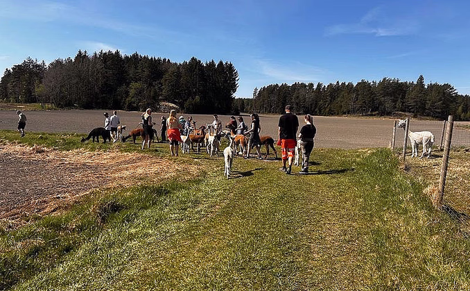 Alpakkavandring for to