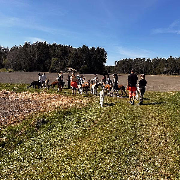 Alpakkavandring for to