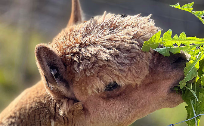 Alpakkavandring for to