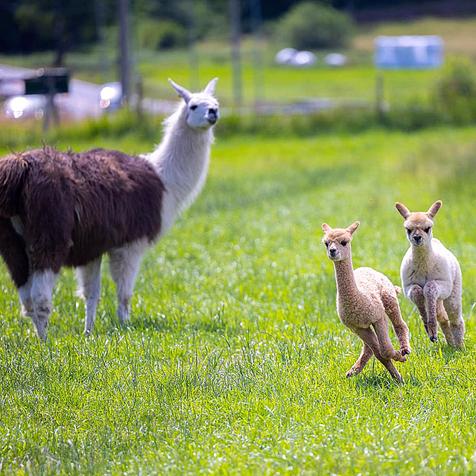 Alpakkavandring for to