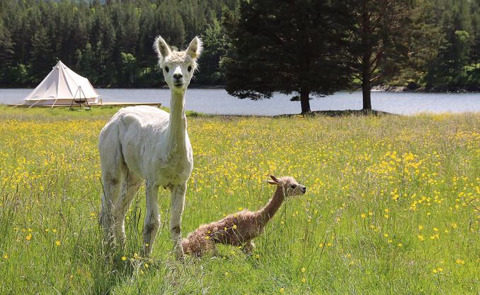Alpakkaglamping