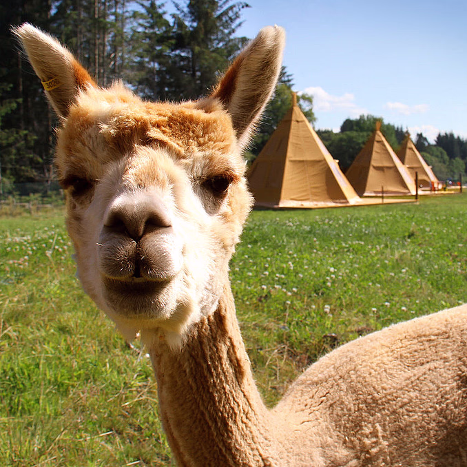 Alpakkaglamping