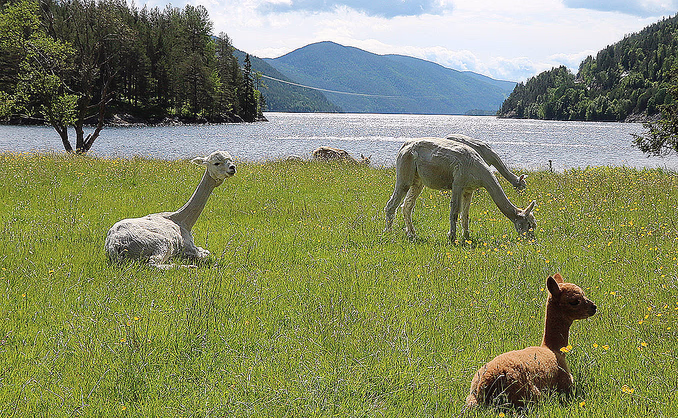 Alpakkaglamping